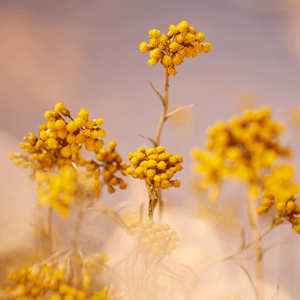 Immortelle Precious Emulsion