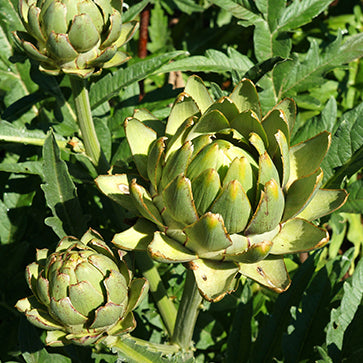 Featured Ingredient - L'Occitane