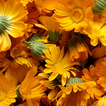 Featured Ingredient - L'Occitane