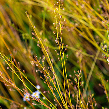 Featured Ingredient - L'Occitane