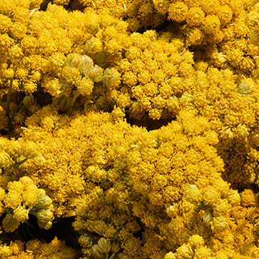 Featured Ingredient - L'Occitane