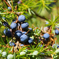 Juniper Featured Ingredient - L'Occitane