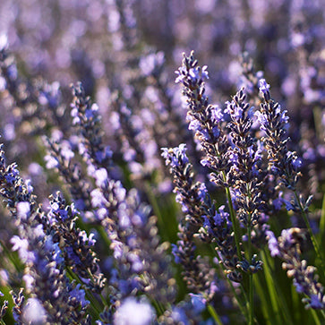 Featured Ingredient - L'Occitane