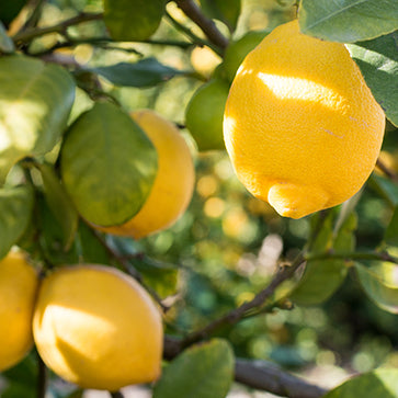 Featured Ingredient - L'Occitane