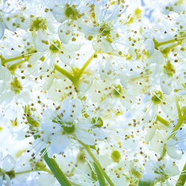 Featured Ingredient - L'Occitane