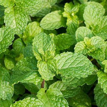 Featured Ingredient - L'Occitane