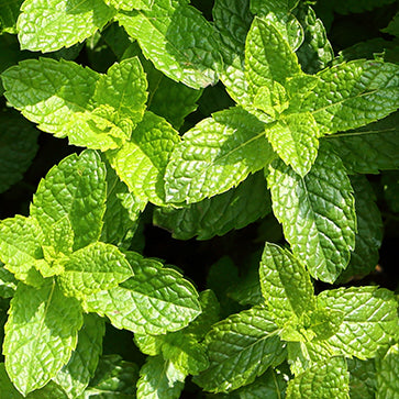 Featured Ingredient - L'Occitane
