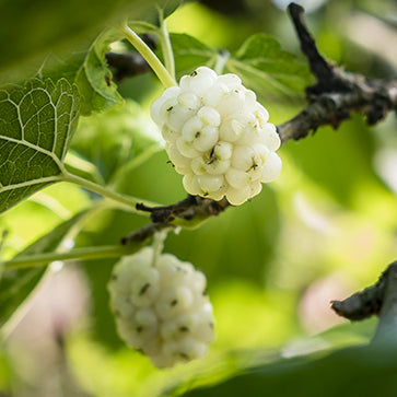 Featured Ingredient - L'Occitane