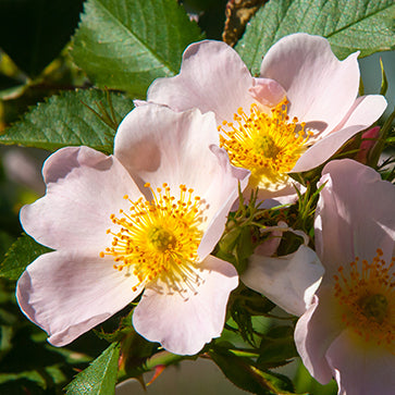 Featured Ingredient - L'Occitane