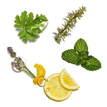  Featured Ingredient - L'Occitane
