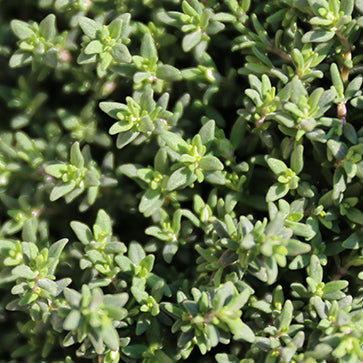 Featured Ingredient - L'Occitane