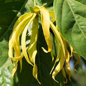Featured Ingredient - L'Occitane