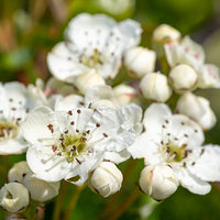 may-blossom-extract Featured Ingredient - L'Occitane